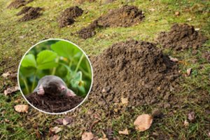 Lapkritį pasodinkite tai savo sklype, ir kurmiai daugiau niekada jūsų nebevargins