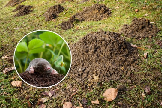 Lapkritį pasodinkite tai savo sklype, ir kurmiai daugiau niekada jūsų nebevargins
