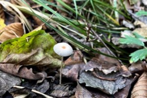 Neliestas miškas Lietuvoje apstulbino mokslininkus: aptiktos 9 Lietuvai naujos grybų rūšys