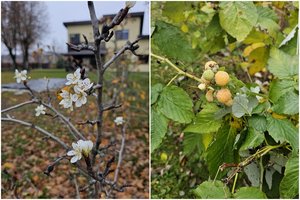 Išėjo į kiemą ir negalėjo patikėti savo akimis: pražydo kriaušė, sirpsta ir avietės