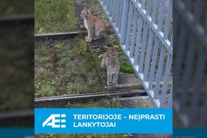 Ignalinos atominėje – netikėti lankytojai: kameros užfiksavo lūšiukus