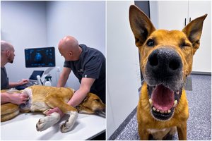 Gastropeksijos būtinybė didelių veislių šunims: kas tai?