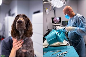 Moderni chirurgija augintiniams – kasdienybe tapo jau ir Lietuvoje