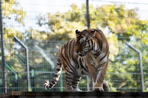 Lietuvos zoologijos sodas pasiekė rekordą: per metus sulaukta 560 tūkst. lankytojų