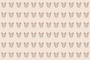 Kuris katinėlis skiriasi nuo kitų? Suras tik akyliausi