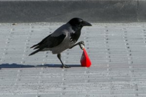 Paukščiai nuoskaudas laiko gerokai ilgiau nei žmonės: nustatė, kiek metų pyktį jaučia varnos