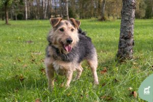 Gyvenimo mėtytas ir vėtytas Šansas – draugiškas šuo su charakteriu: ieškoma tvirto šeimininko