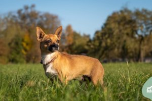 Jauna ir maža šunytė tikisi šviesesnės ateities: labai motyvuota maistu