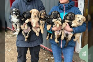 Išdykėlių aštuntukas trokšta namų ir meilės: įspėja dėl 7 berniukų ir 1 mergaitės ūgio