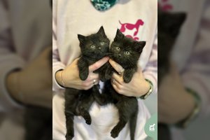 Vos 1,5 mėn. sesutės rastos besiblaškančios šaltuose laukuose: ieškoma mylinčių namų ir rankų