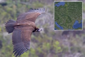 Pirmą kartą Lietuvoje užfiksuotas ypatingas plėšrūnas: jis – vienas didžiausių skraidyti gebančių paukščių