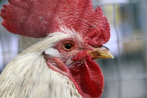 VMVT surengė pasirengimo paukščių gripui pratybas