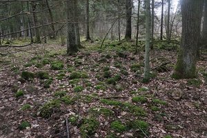 Marijampolės savivaldybėje, miške, rastas irti pradėjęs moters kūnas