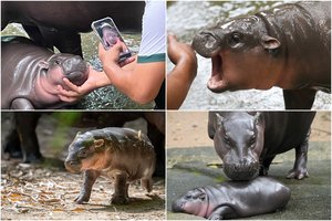 Nykštukinė begemotė Mu Deng tapo tikra garsenybe: zoologijos sode – milžiniškos eilės, internete – milijonai sekėjų