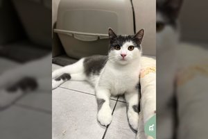 Vos 6 mėn. švelnus ir žaismingas kačiukas – paženklintas visam gyvenimui: ieško supratingos širdies