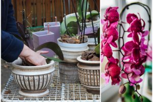 „Mano orchidėjos žydi mažiausiai 6 mėnesius“ – moteris pasidalijo gėlių priežiūros paslaptimi