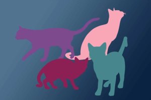 Kuri katė pirmoji krito į akis? Štai kaip jūs sprendžiate gyvenimo problemas