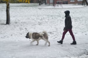 Kada geriau vedžioti šunį – ryte ar vakare? Galutinis kinologų atsakymas