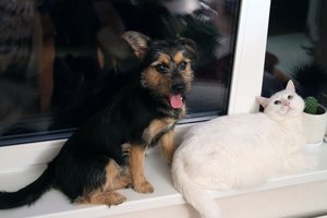 Ieškote augintinio? Įdomūs faktai apie šunis ir kates, kurie padės pasirinkti tinkamai