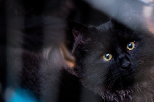 Kačių magija: velnio padaro iki sėkmės angelo – keičiausi prietarai ir neįtikėtini faktai