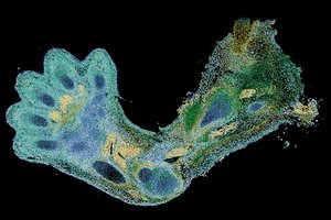 Kuria žmogaus ląstelių atlasą