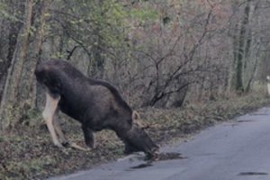 Kuršių nerijoje toliau karaliauja briedžiai: nesibaido net automobilių