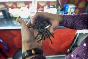 Patikrinę keleivį, pareigūnai liko šokiruoti: iš šalies bandė išsivežti 320 tarantulų