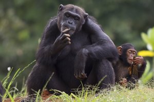 Šimpanzės perduoda įgūdžius iš kartos į kartą – ir dėl to tampa technologiškai pažangesnės