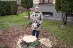 Į Kauno eglutės įžiebimą – savo žaliaskarės apžiūrėti: atskleidė nepaprastą eglės istoriją