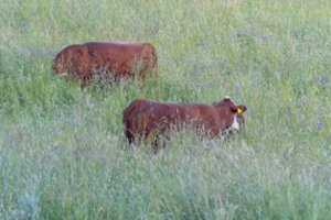 Baltijos šalių ministrai ragina suvienodinti tiesiogines žemės ūkio išmokas