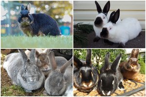 Triušių parodoje Kaune – daugiau kaip 200 pūkuotų ilgaausių