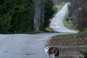 Dėl elementarios paslaugos gyventojams čia tenka eiti kryžiaus kelius: daugeliui tokią situaciją būtų sunku net įsivaizduoti