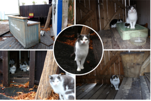 Nugriauti pasmerktame legendiniame Nidos bare prieglobstį radę benamiai katinėliai bus priversti ieškoti kitos vietos