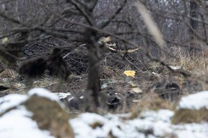 Į Vilnių dėl lėktuvo katastrofos jau atvyko tarptautinė komisija: lankosi avarijos vietoje