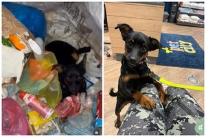 Šiukšlių konteineryje išmestai jaunai šunytei – skaudi diagnozė