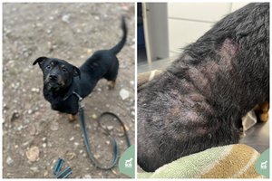 Šeimininkų žiauriai nuskriaustas 2 metų šuo prašo pagalbos ir geresnių namų