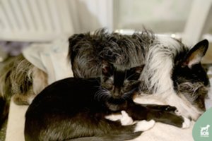 Su kitais gyvūnais puikiai sutarianti 3-4 mėn. katytė ieško namų: dovanos beribę meilę ir murkimą