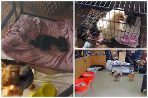 Klaipėdos rajone – žiaurus veisėjo elgesys su gyvūnais: mišrūnai virto veisliniais, aferoje dalyvavo ir veterinaras