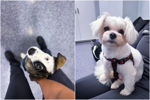 Leilos išgelbėjimas: kaip veterinarijos klinika Vilniuje tapo šeimos širdies dalimi