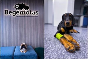 Neišsprendžiama mįslė išspręsta: Pipė gavo naują viltį gyventi