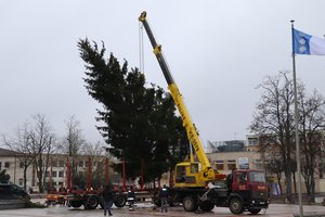 Į Ignaliną atvažiavo Kalėdų eglė