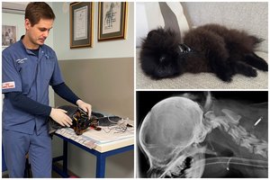 Pas šį veterinarijos gydytoją pacientai plūsta iš užsienio ar kai nebelieka vilties – to imtis gali tik vienetai