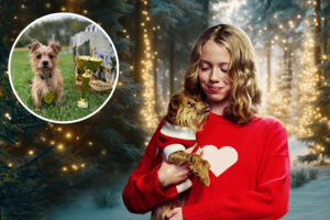 Iš nelegalios veisyklos Jonavoje – į žvaigždes: vos 3 kg mišrūnė skina pergales varžybose ir filmuojasi reklamose