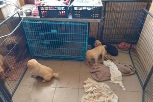 Šilutės r. veislyne inspektoriai ne pirmą kartą aptiko siaubingą situaciją: daugintojai – griežčiausia bausmė