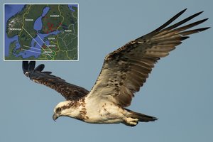 Lietuvoje pirmą kartą užfiksuotas iš Norvegijos atskridęs šios rūšies plėšrūnas