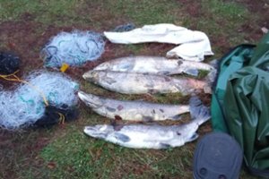 Prisižvejojo – už 16 lašišų teks susimokėti beveik 50 tūkst. eurų