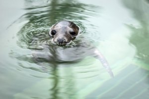 Neįtikėtinos ruoniuko išgyvenimo dramos atomazga – sugrįžo į Baltiją