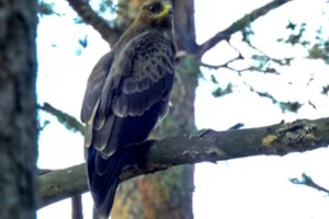 Vanago lizde – netikėtas svečias: mažiausiam Lietuvos žinduoliui pavyko užlipti į 16 m aukštį