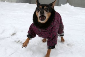 Kodėl maži šunys tiek daug loja? 6 pagrindinės priežastys ir kaip to atsikratyti