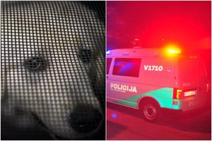 Alytaus rajone nukankintas keturkojis: piktadarys trankė šuns galvą į žemę, bejėgė auka neišgyveno